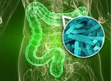 BACTERIAL STARTER CULTURE "YOGURT LAT BY" (BULGARIA) | Intestinal Treatment